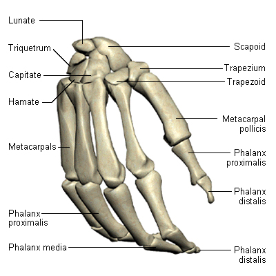 Bones of the Wrist