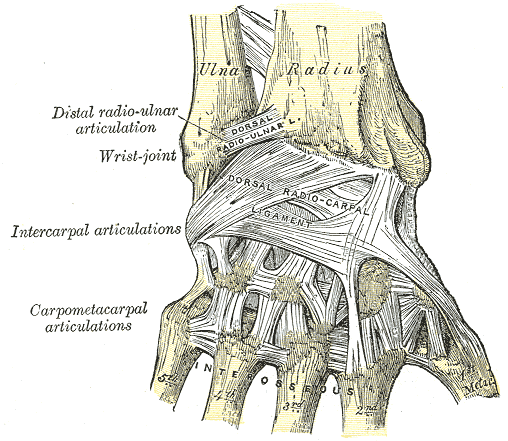 Ligaments of the Wrist - Top