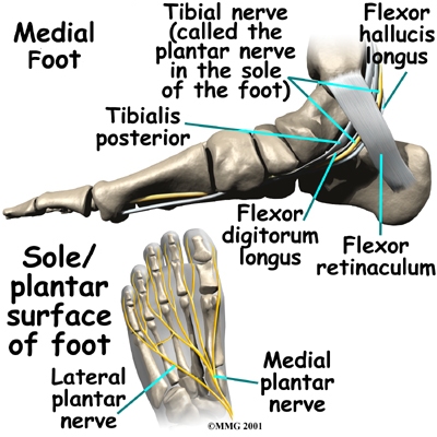 plantar foot anatomy nerves