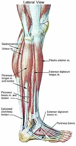 Pain lateral to achilles tendon deals