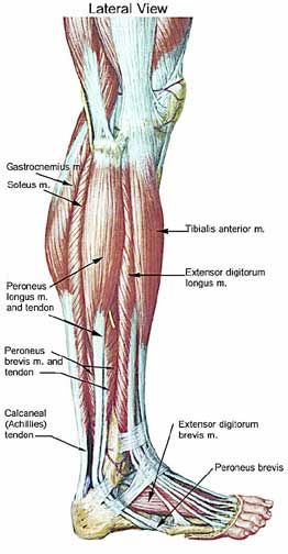 Achilles Tendonitis