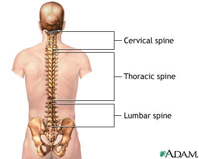 vertebral column and ribs