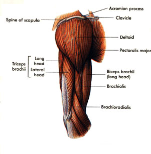 Tricep shop muscle pain