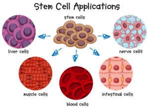 Stem Cell Applications