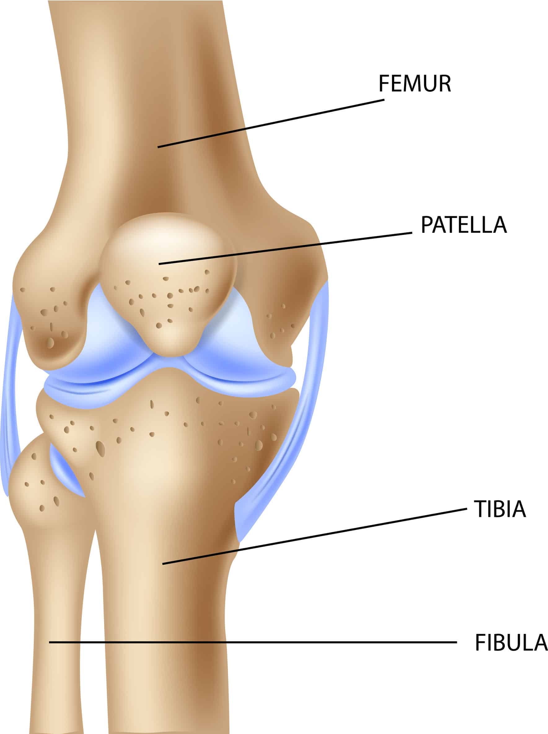 femur anatomy xray