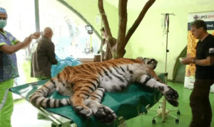 tiger with hip pain receives stem cell treatment