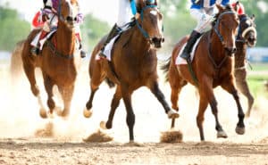 Stem Cell therapy used in veterinary medicine