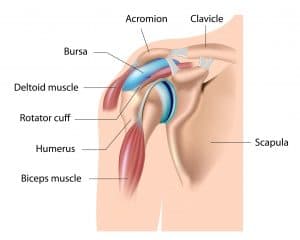 shoulder anatomy